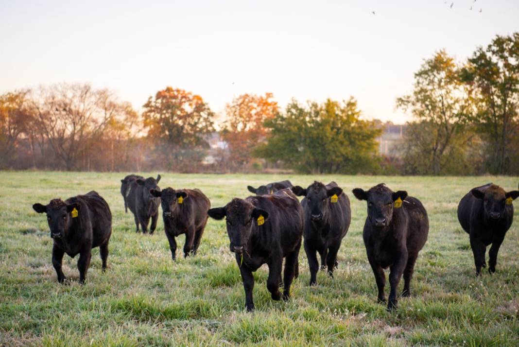 Yüzlerce büyükbaş hayvan için öldürülme kararı çıktı! İtlaf kararının gerekçesi hayvanseverleri küplere bindirdi! 2